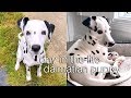 day in the life of a dalmatian puppy!