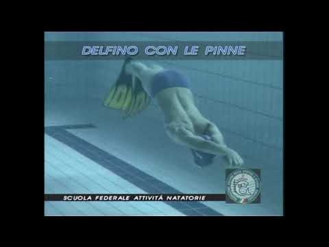 Video FIPSAS NP1 12 DelfinoconPinne
