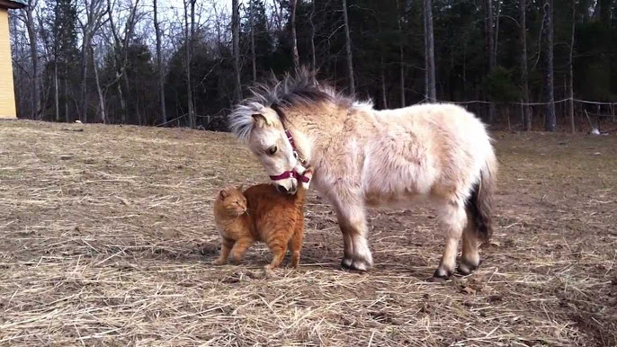 Piper the baby mini-horse - YouTube