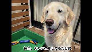 Golden Retrieverはっちの奮闘記の年収 収入はいくら Youtube ユーチューブ