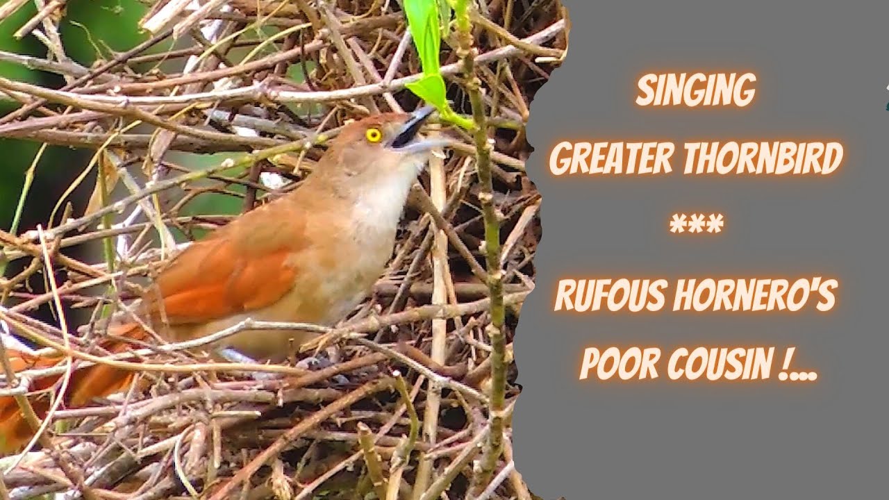 GREATER THORNBIRD SINGING (PHACELLODOMUS RUBER), GRAVETEIRO, Territorial  birds. Breeding season, - YouTube