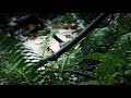 Rainforest Rain Sounds for Sleeping and Relaxation | Relaxing Sounds for Sleep Disorders