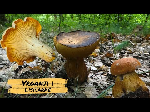 Video: Koliko dugo raste gljiva nakon kiše?