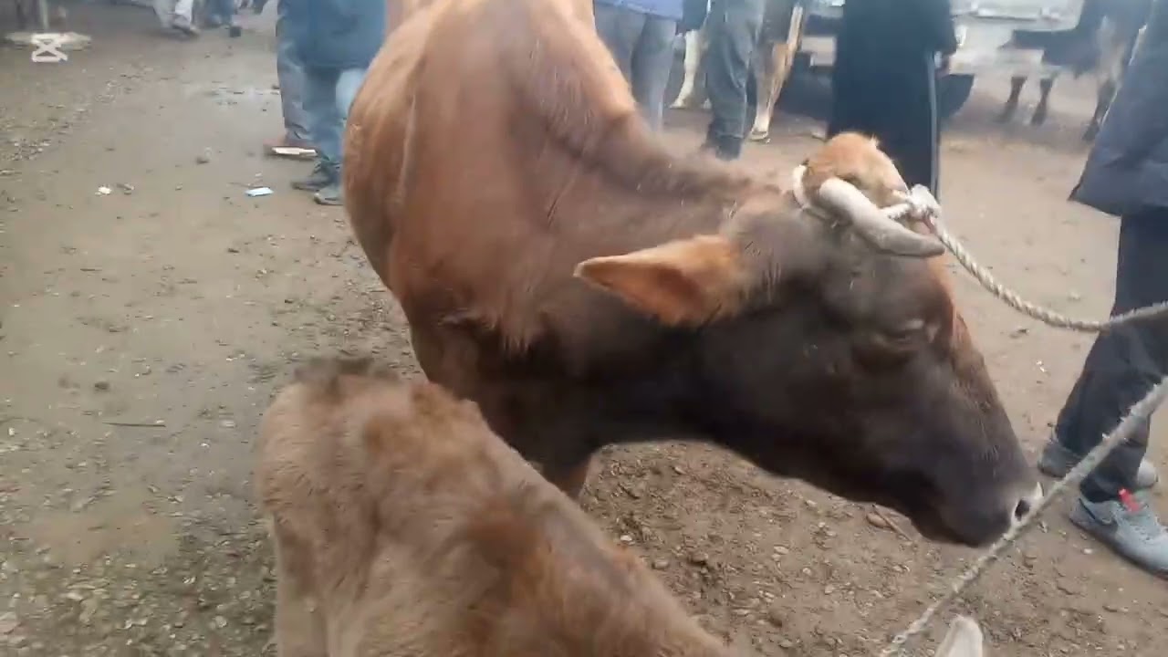 МОЛБОЗОРИ НОҲИЯИ АБДУРАҲМОНИ ҶОМИ 3.01.2026 🦬🐏🐑🐐🐂🐃🐄