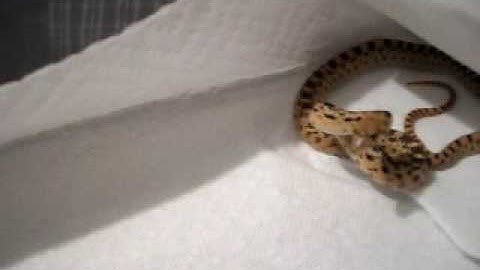 Pissed off gopher snake 2