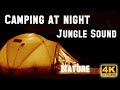 Camping alone at night in forest by campfire natural jungle relaxing sound for deep sleep study