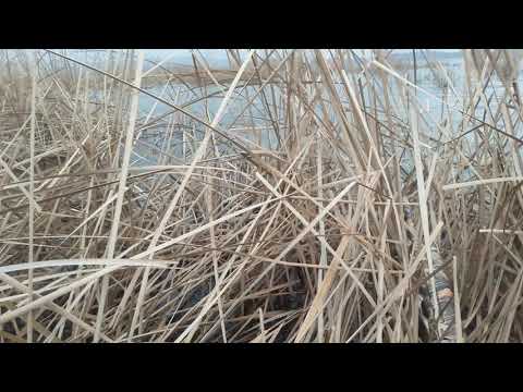 ისევ დალოცვილი ჯანდარა