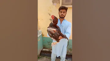 Pure Rampuri Mainwali Old Breed Patha Rampuri Manwali Assels Roosters Skw Farming Shoqwithsaqlain 