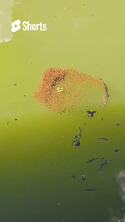 Thousands of Baby Snakehead Fish Swimming with Their Giant Parent! 🐟👑