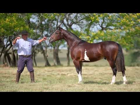 LOTE B - BASCO MISSIONEIRO