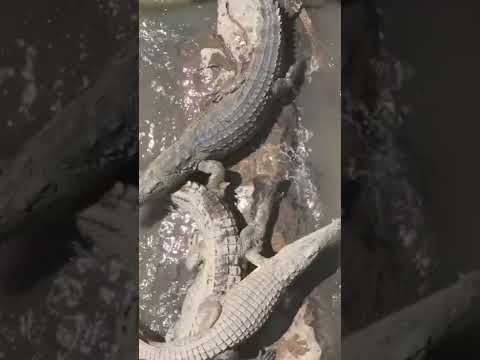 Visit Oromia Africa Africa Biiyaa Koo