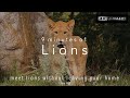 9 minutes of lions 4k ultrarelaxing musicgreat shotsmeet lions without leaving your home