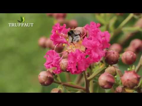 Vidéo: Cuisine lilas: caractéristiques de l'utilisation d'une teinte lilas à l'intérieur