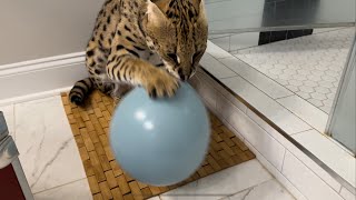 Serval Cat vs Balloon