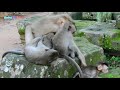 Wow, Very Surprised & Amazing Rose Helps Adult Monkey David Mating Her Sweetly. So Funny Watching.