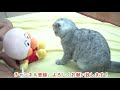 あつまれ！ワンワンわんだーらんど うたって！あそんで！ワンダホー！ ゆきちゃんやうーたん、ゆうくん 、ハムスターちゃん、猫、動物のおもしろハプニング