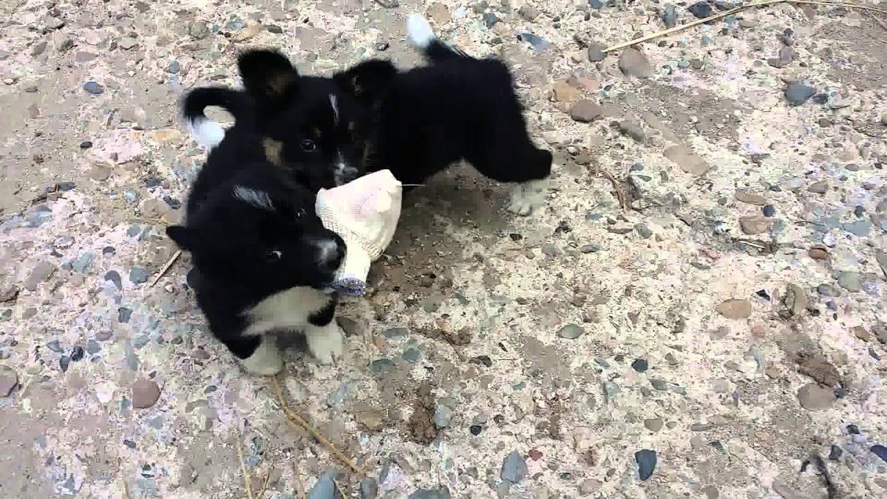 puppy border collie play YouTube