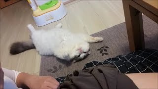 暑さでグデーンってなる白モフもちとら