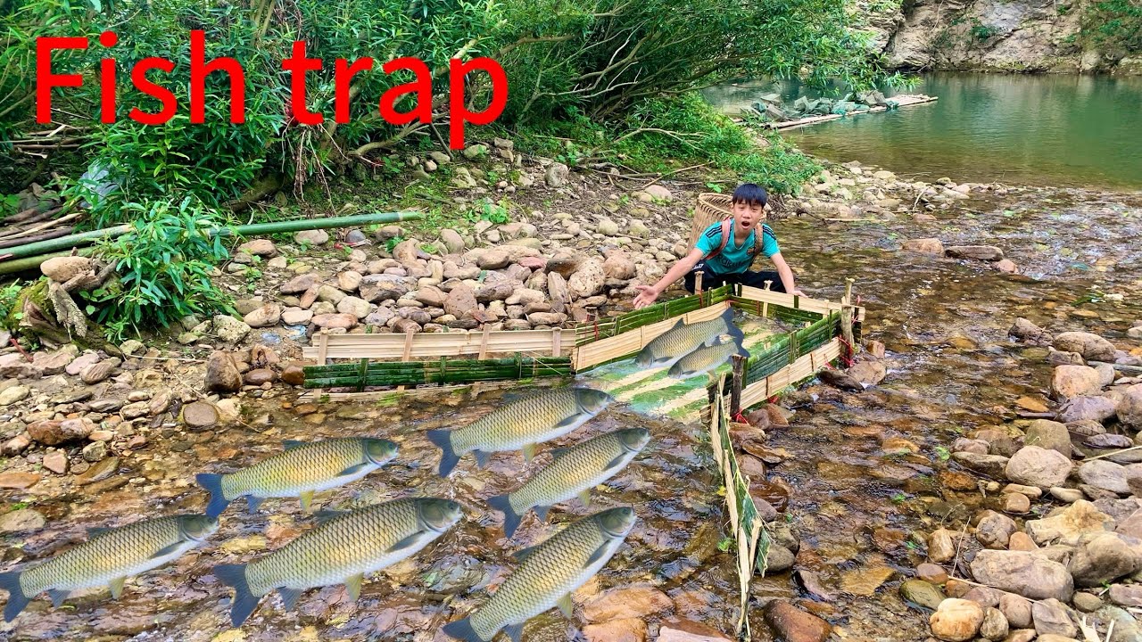 Young Jota weaves bamboo sticks to create fish traps to block the ...