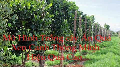 mô hình trồng cây ăn quả xen canh thông minh và hiệu quả | trồng xen canh cây ăn quả