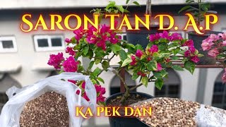 Ka saron te zik sih pah in D.A.P ka pe || Ka pek dan|| 