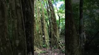 Árboles mayas de la selva de Quintana Roo. #arboles #historia #naturaleza