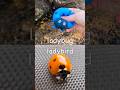 Bug Insect Names for Kids to Learn by the Branch: Earthworm Fly Ladybug Slug Ant