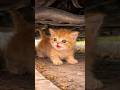 車の下にいた子猫 #保護猫 #rescuecat #shorts