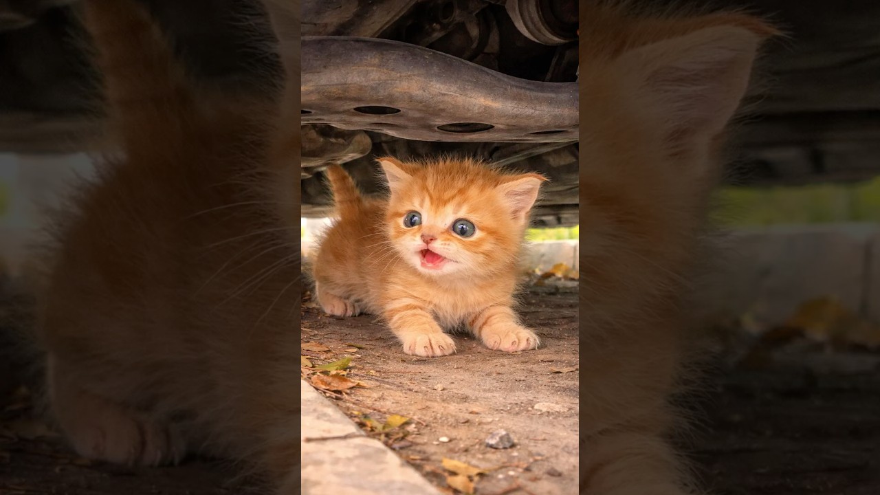 車の下にいた子猫 #保護猫 #rescuecat #shorts