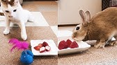 なにこれ タンポポ 食べれるの うさぎと猫の反応の違い Youtube なにこれ タンポポ 食べれるの うさぎと猫の反応の違い Youtube