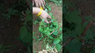 Amaranthus harvest ☘️ #entertainment  #trending  #gardening