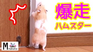 ハムスターって散歩でどんだけ走り回るんだっ！可愛い癒しおもしろVideo that shows how much a hamster runs around on a walk