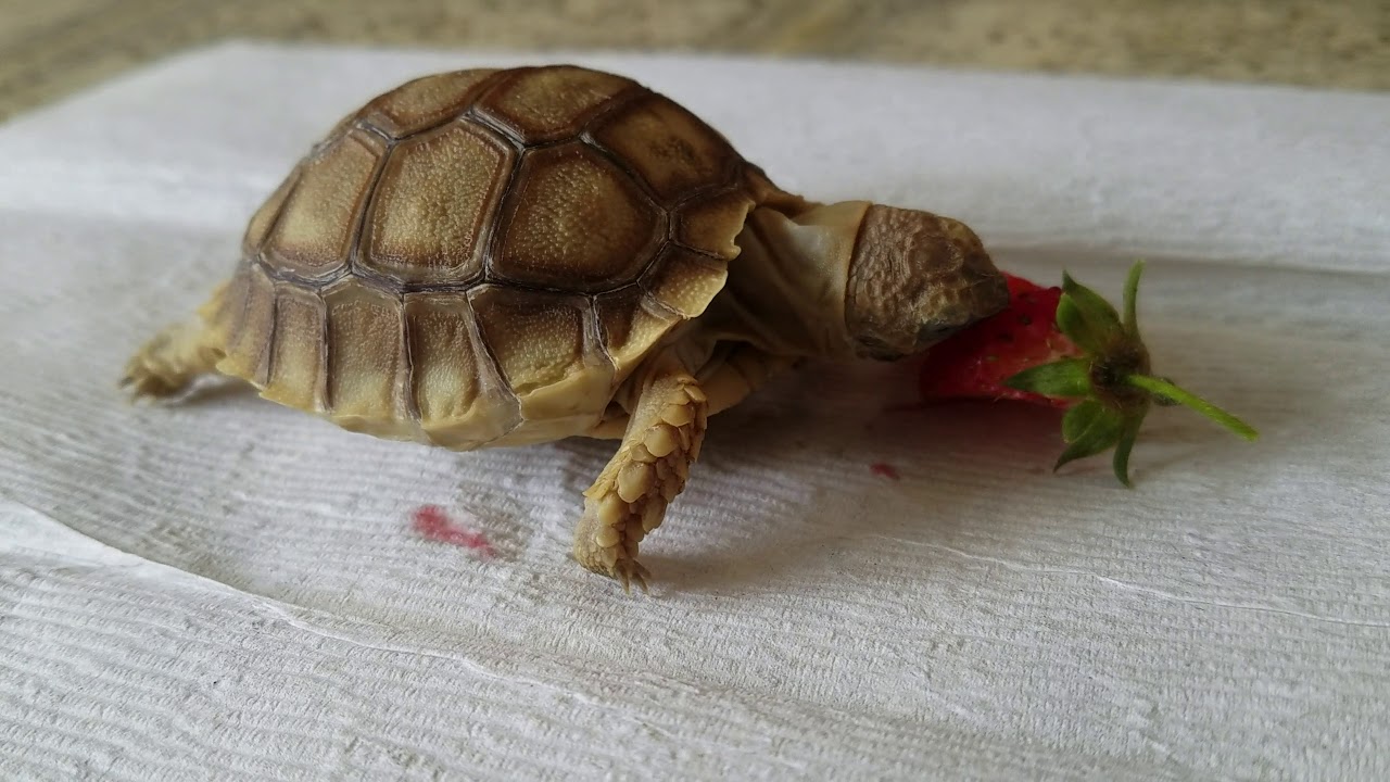 Zillo, sulcata tortoise baby, trying to eat a strawberry YouTube