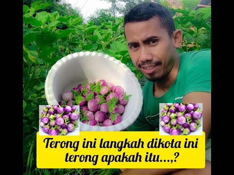 Terong Biru Bulat