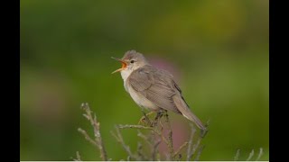 marsh warbler 1h Bird sound.