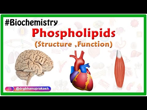 Phospholipids  Structure ,Function , Types - Animation ( Medical Biochemistry )
