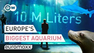 Europe's Biggest Aquarium - Nausicaá France | Europe To The Maxx