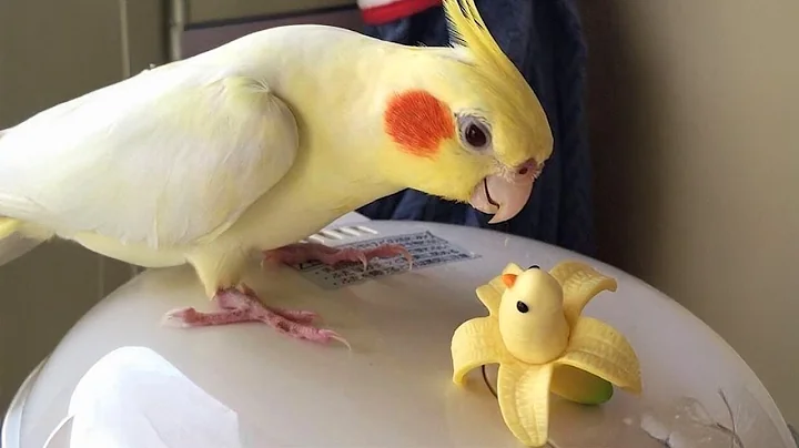 Ranking The Funniest Parrot Moments 2025 🦜😂