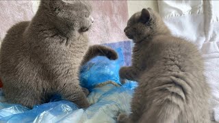 A cheeky kitten named Coconut tests his cat mom's patience