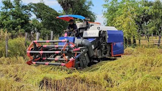 Rice Harvesting With Modern Equipment / Kubota Harvest DC 70 PRO