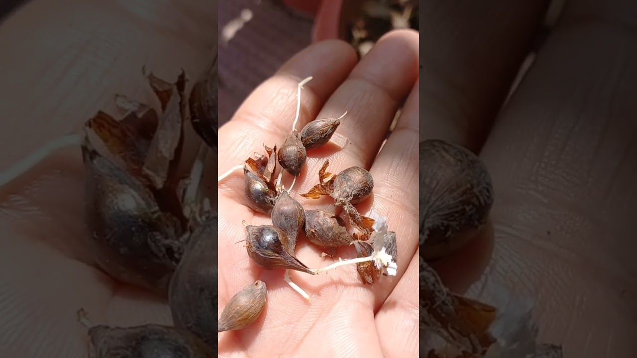 How to grow oxalis bulbs flowering plants in October