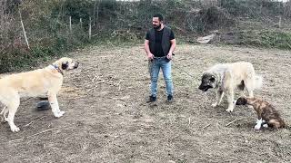 Sokaktan Aldığım Palas Ve Di̇ablo ~ Palas Kaçtı Zor Yakaladım~ Şfet Çobanköpeği