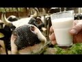 Der Irrsinn mit der Milch ZDF ZDFzoom
