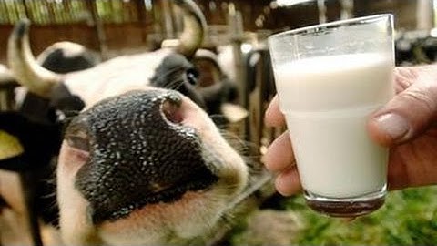 Der Irrsinn mit der Milch ZDF ZDFzoom