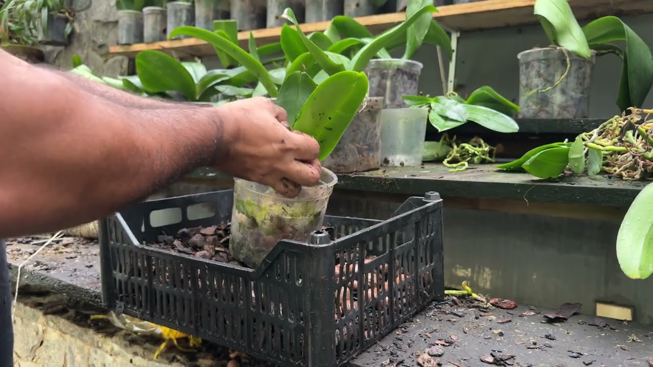 REPLANTE DE PHALAENOPSIS 