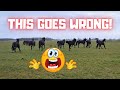 This Goes Completely Wrong!!! 😱 All 14 horses in the meadow for the first time | Friesian Horses