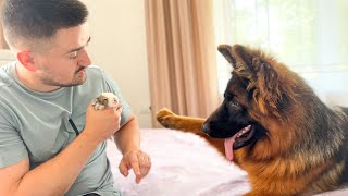 German Shepherd Meets New Baby Bunny for the First Time by The Fluffiest 11,200 views 3 months ago 2 minutes, 19 seconds