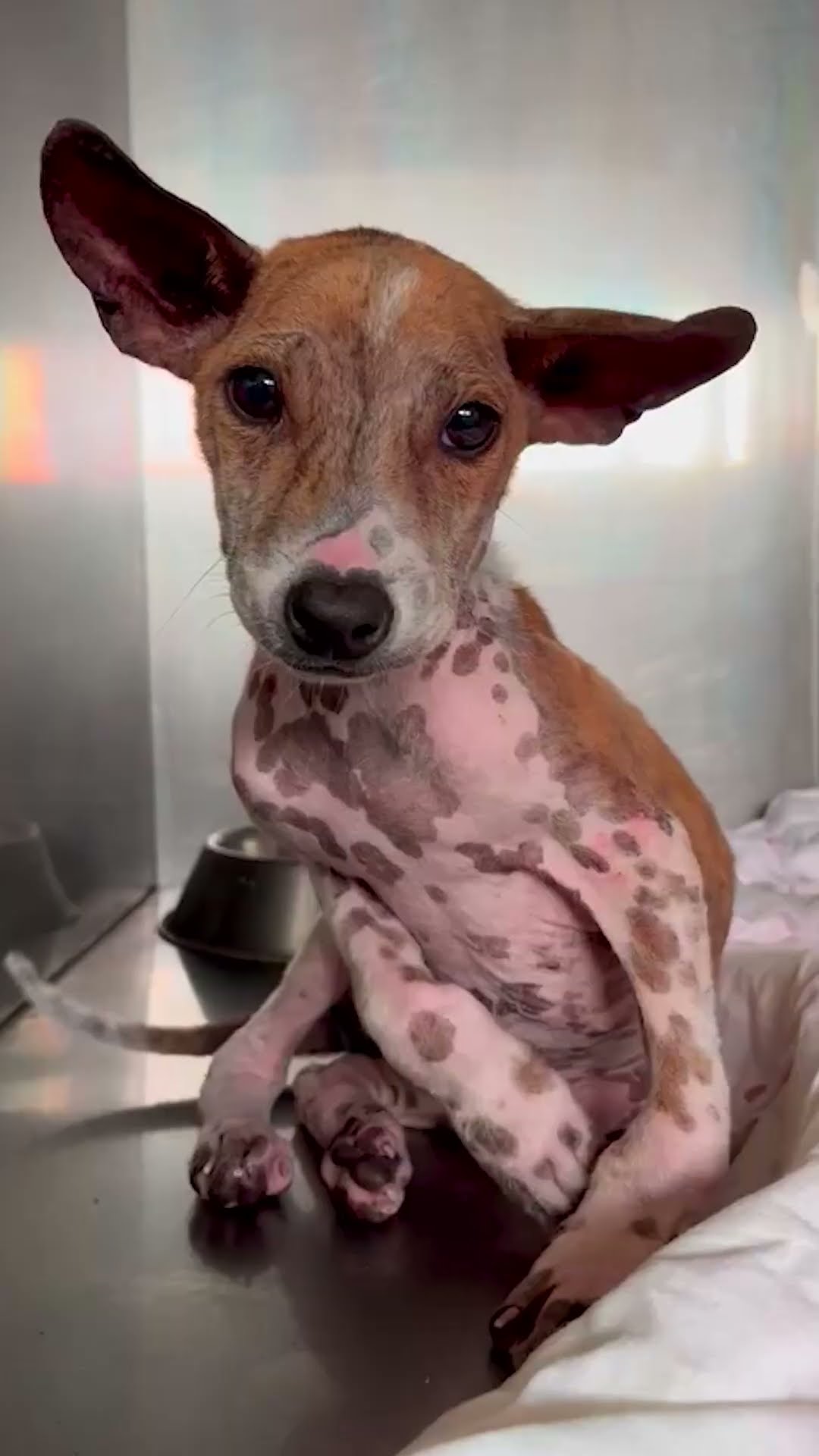 Tiny Street Puppy Could Not Stop Wagging His Tail | The Dodo