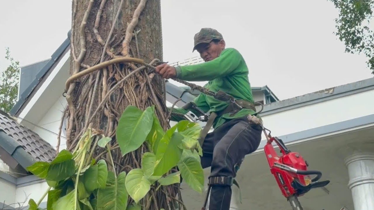 Cưa cây sao siêu khủng, Um  tùm nghiêng  vào  nhà ,Khó cưa hạ .Cưa  cây kỷ thuật cao