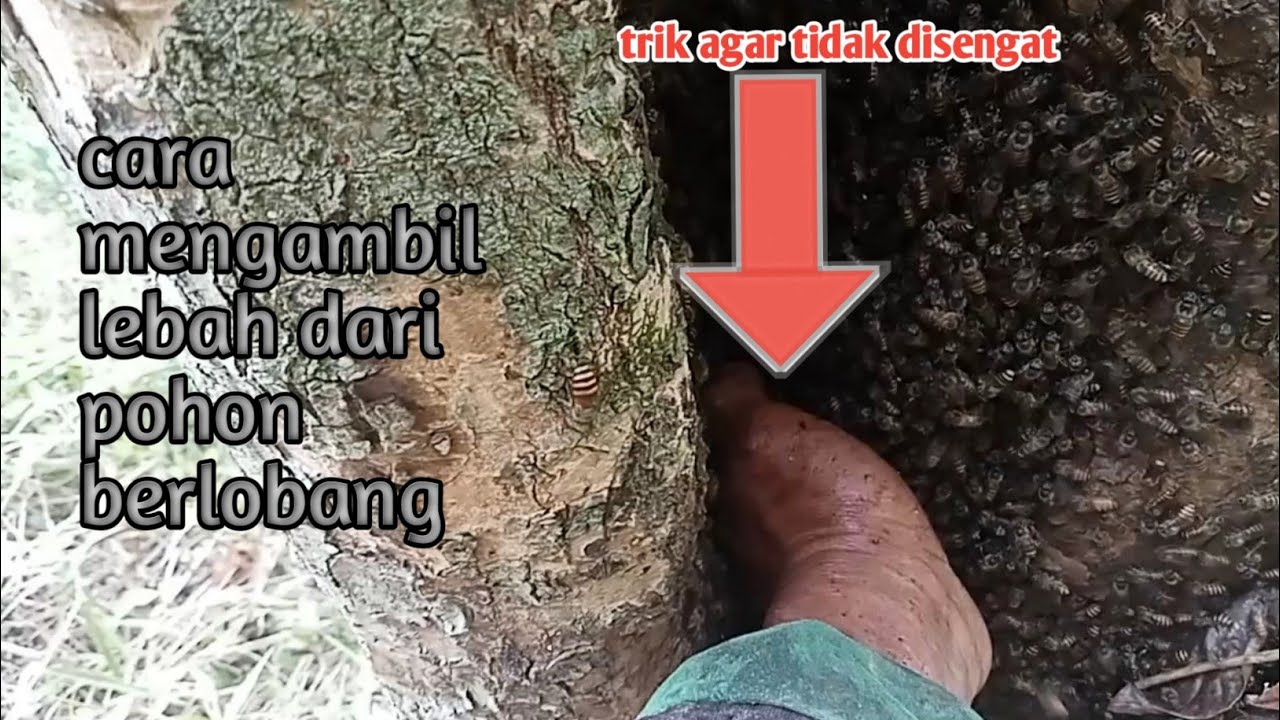 cara mengambil apis cerana di pohon berlubang